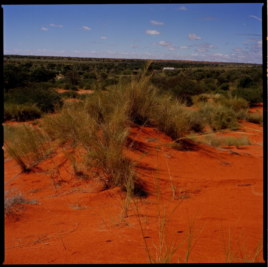 Catching Flies with Honey by Joy Gregory 