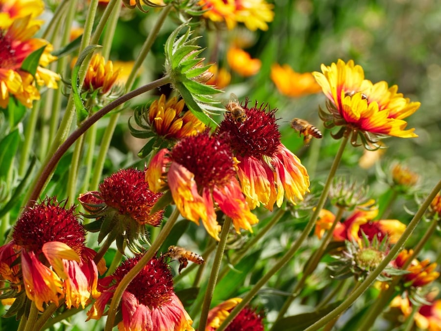 Atropa by Sterling Ruby Artist Garden Los Angeles