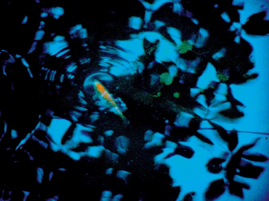 First Trip to Bologna 1978 / Last Trip to Venice 1985 