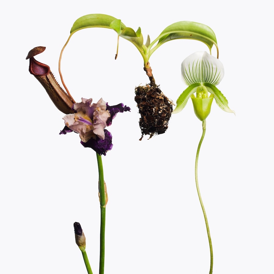 Inez &amp; Vinoodh, 1 Pitcher Plant, 1 Purple Iris, 1 Lady Slipp