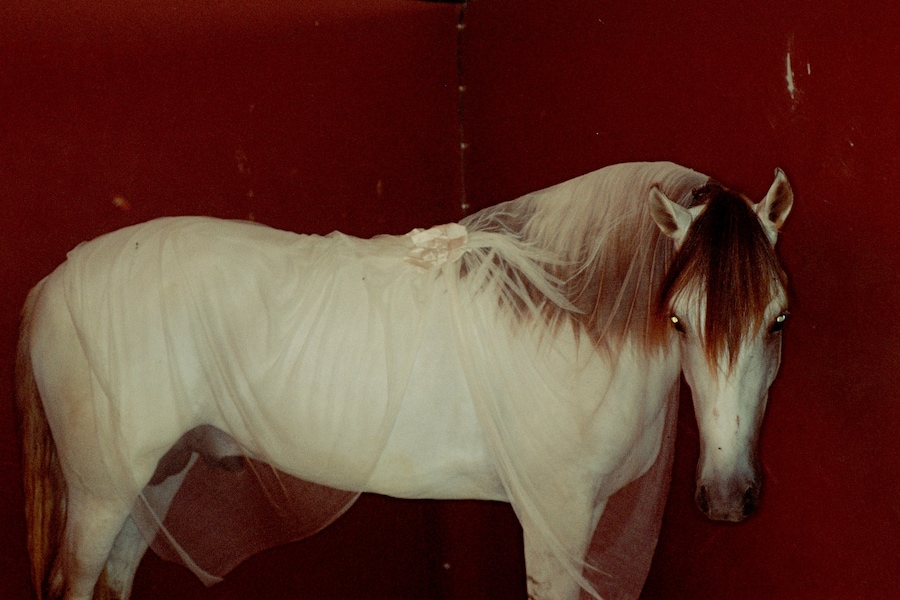 Camille Vivier, Horse I, 2002 