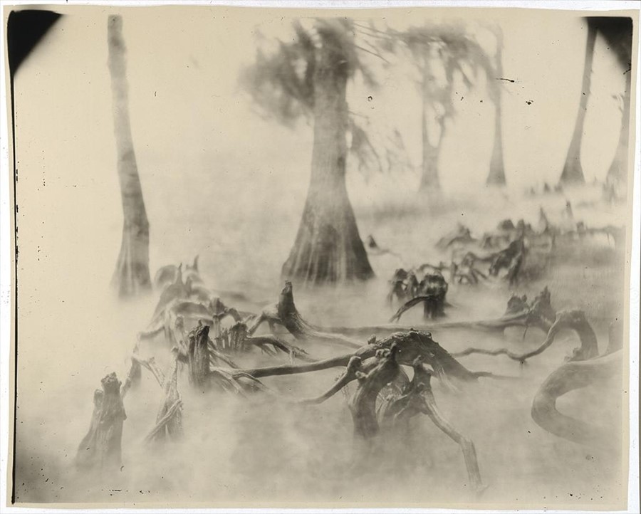 Swamp Bones by Sally Mann, 1996, from the series Deep South