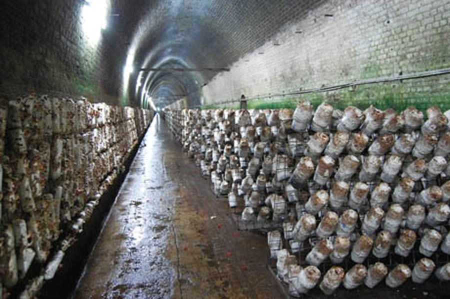 Shiitake logs on racks in the Mittagong mushroom tunnel