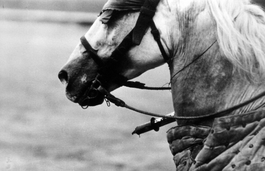 Caballo, 1957