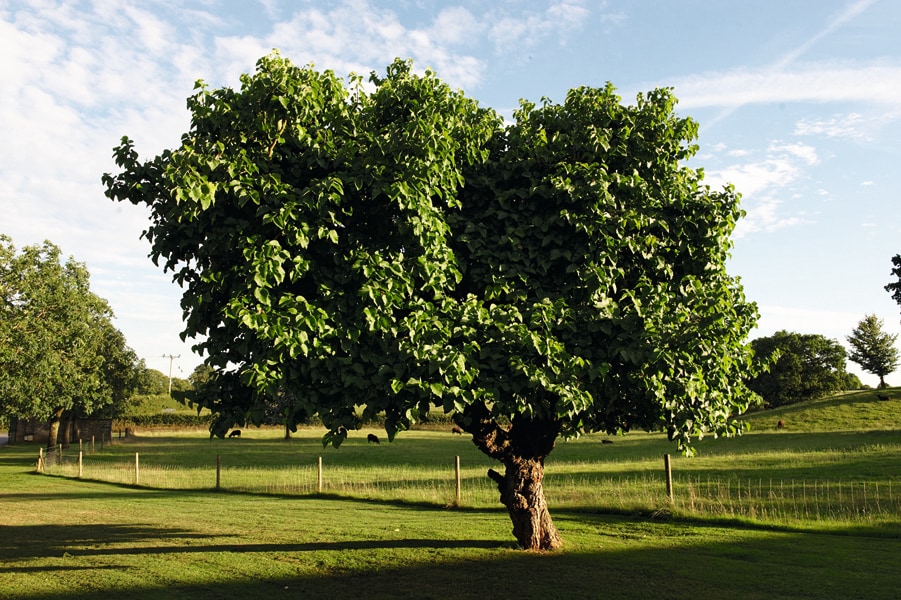 Image from Mulberry Book