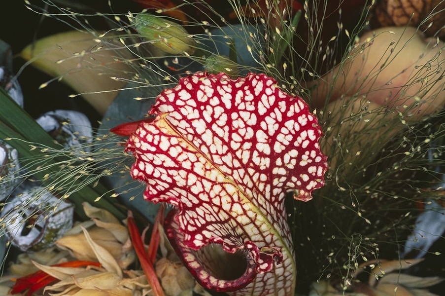 Nobuyoshi Araki, Flower Rondeau, 1997