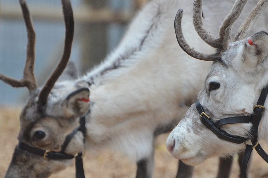 Reindeers at ZSL London Zoo