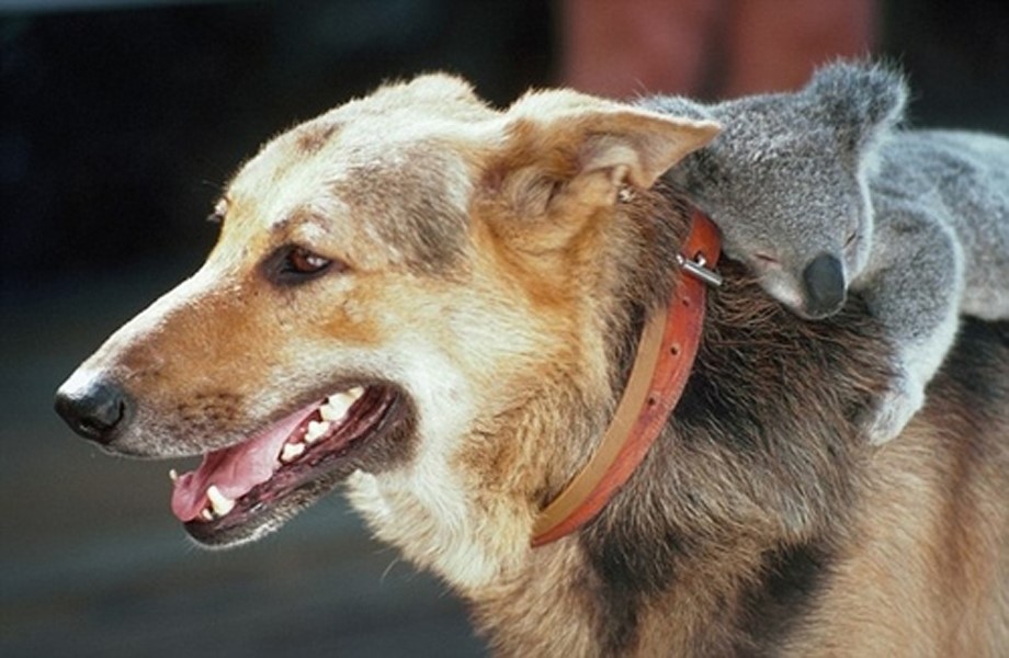 Koala riding dog