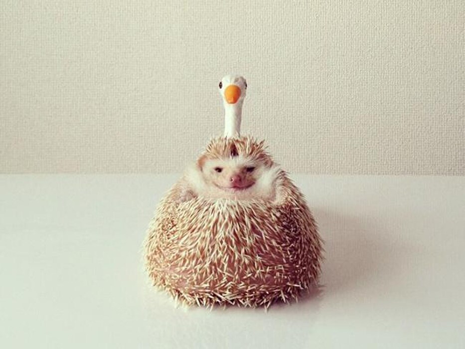 &#169; @darcytheflyinghedgehog/Instagram