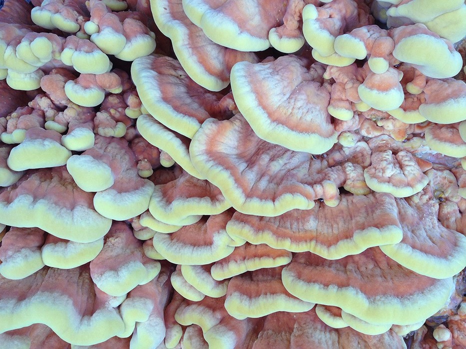 treefungus_carmelbeach,ca_kalinharttalbott_PATTERN