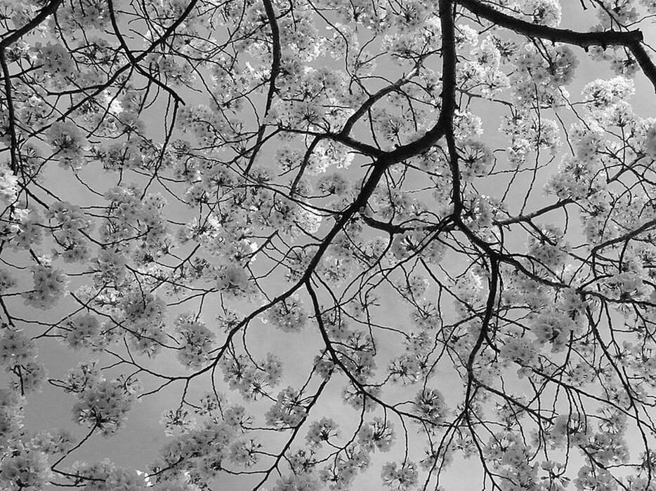 Cherry Blossoms