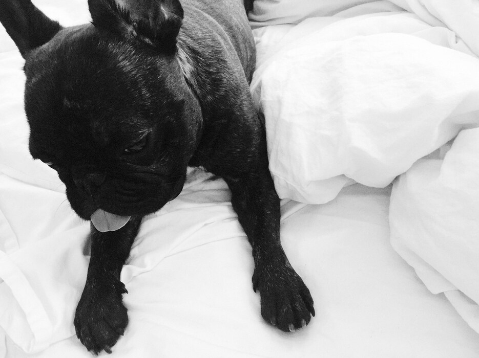 French Bulldog Brooklyn