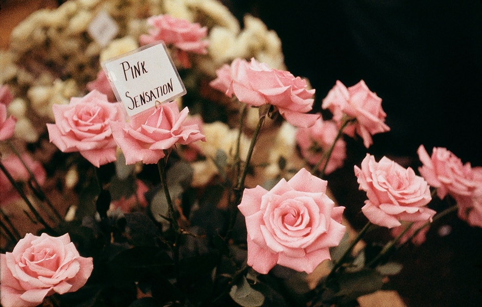 Roses at Chelsea, 1965