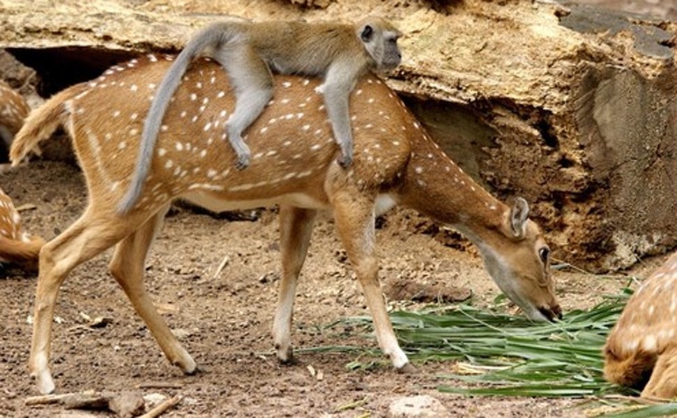 Monkey riding deer