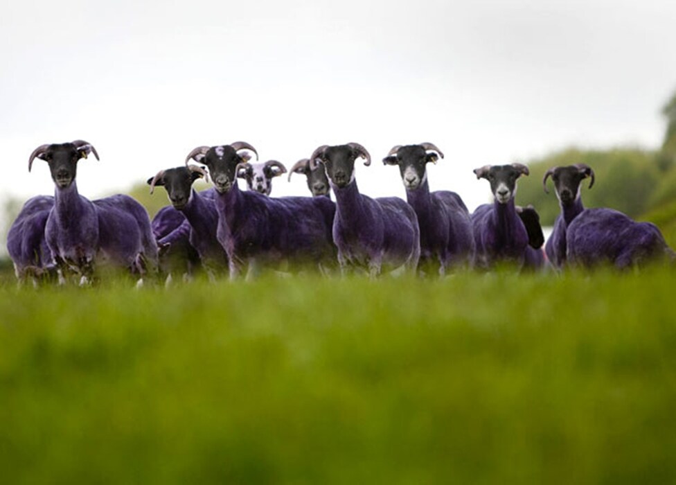 Purple sheep