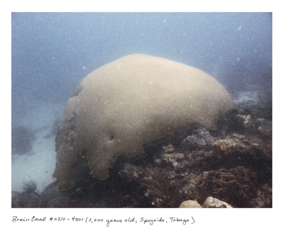 Brain Coral #0210-4501 (2,000 years old; Speyside, Tobago)