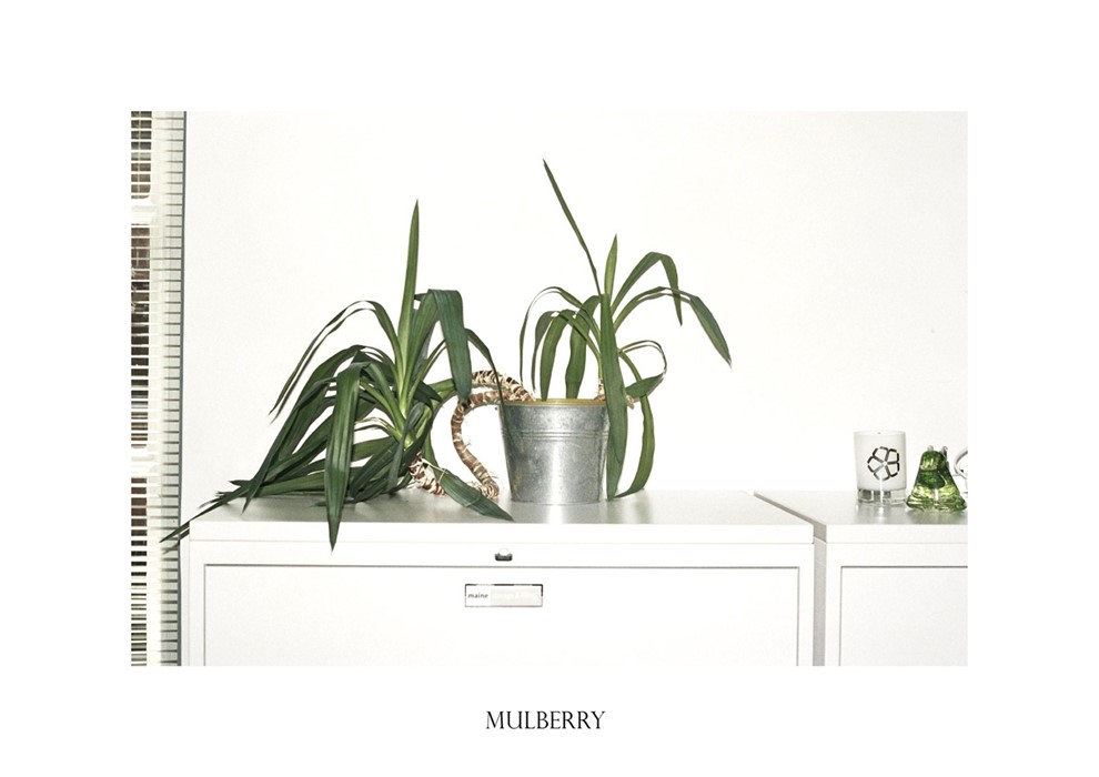 Mulberry