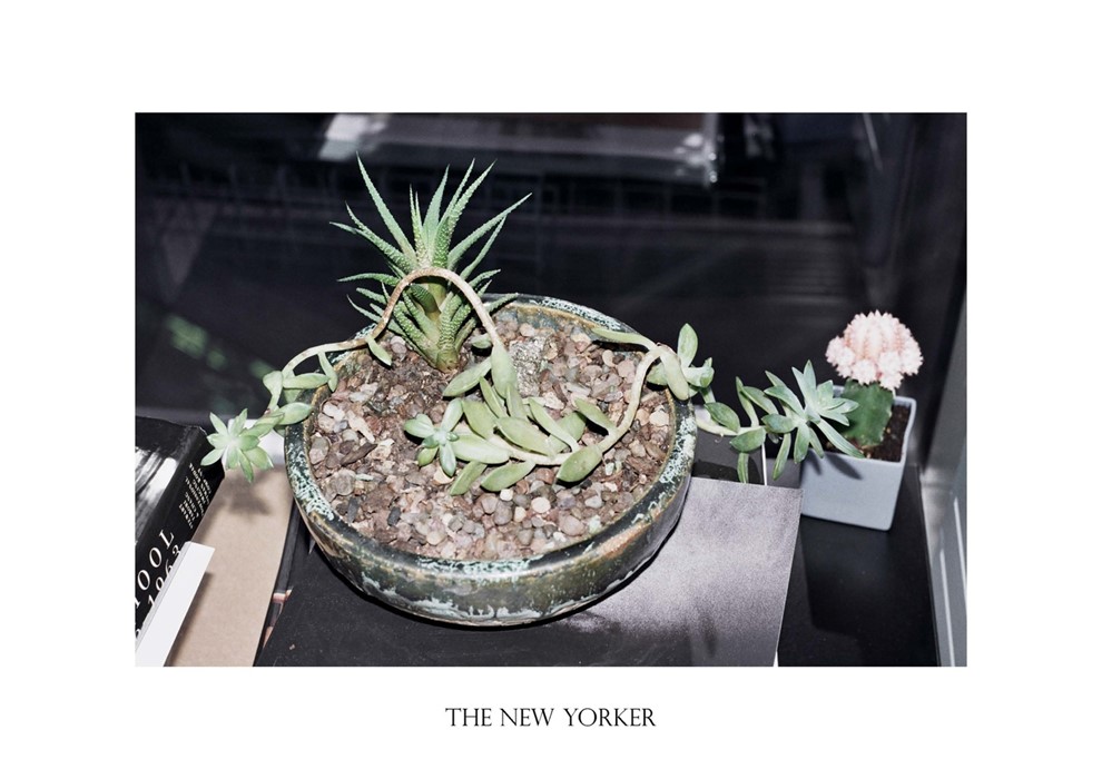 The New Yorker