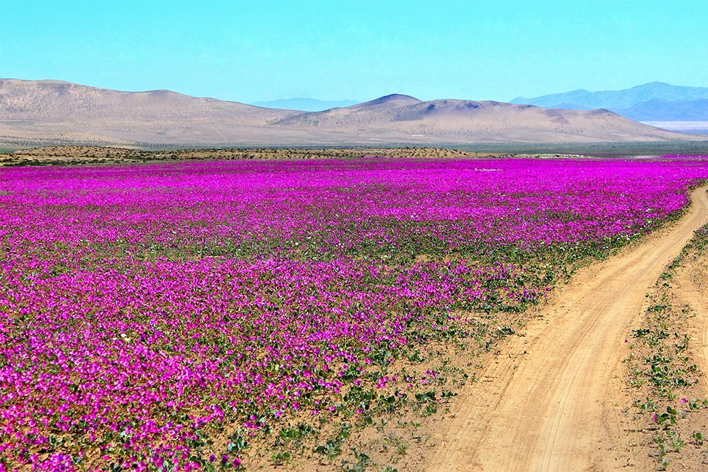 pink desert flower