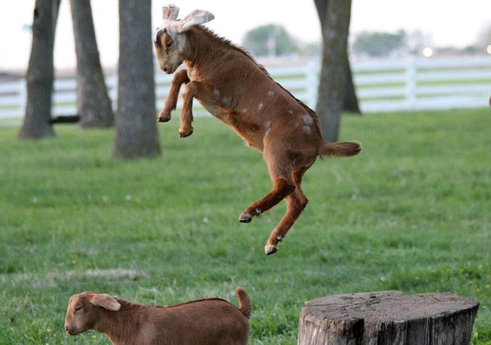 Goat jumping