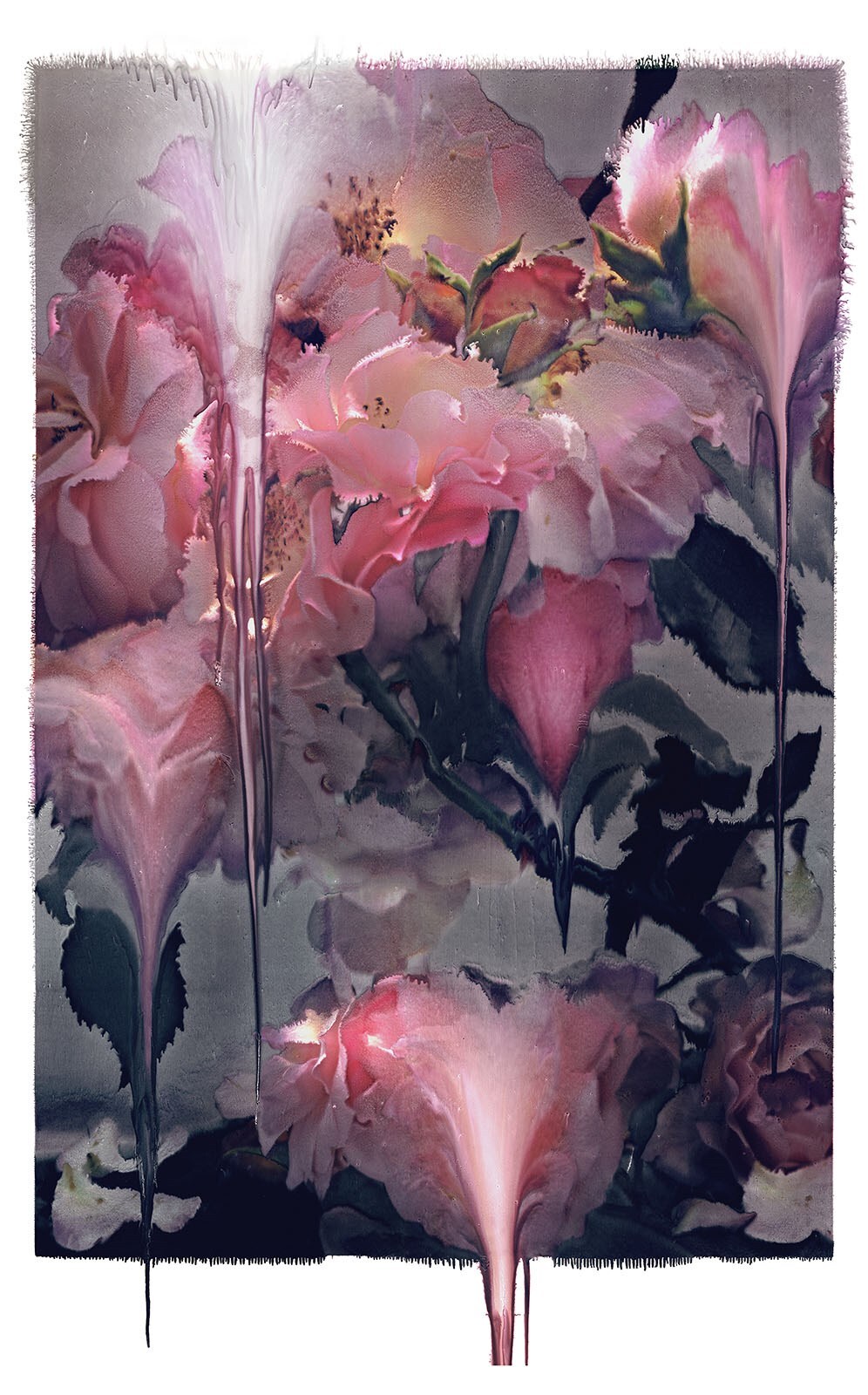 Nick Knight, Rose VI, 2012